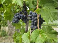 Weinlesen 72