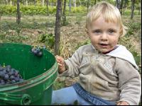 Weinlesen 90