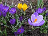 Krokus 6