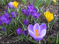 Krokus 8