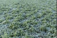 Radish peas frosted 1