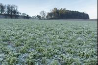 Radish peas frosted 2