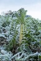 Radish peas frosted 3