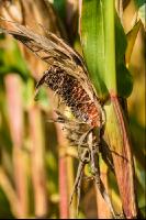 Maize sparrow feeding