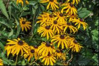 Yellow coneflower 5