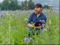 Phacelia oil radish clover 6