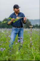 Phacelia oil radish clover 5