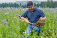 Phacelia oil radish clover 4