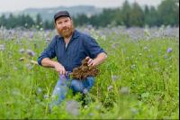 Phacelia oil radish clover 3