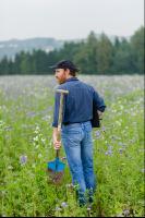 Phacelia oil radish clover 2