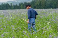 Phacelia oil radish clover 1