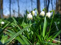 Frühlingsknotenblume 4