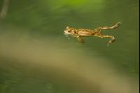 Seefrosch 1