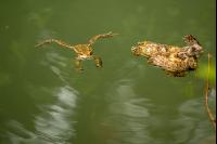Seefrosch 2