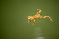 Seefrosch 3