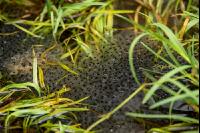 Froschlaich 1