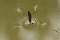 Water strider