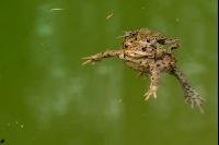 Seefrosch 4
