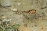 Seefrosch 5
