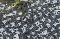 Froschlaich 2