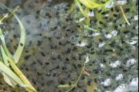 Froschlaich 3