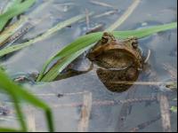 Seefrosch 7