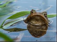 Seefrosch 8