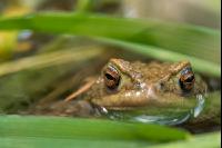 Seefrosch 9