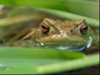 Seefrosch 10