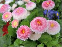 Bellis