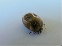 Ixodes ricinus 1