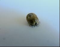 Ixodes ricinus 2