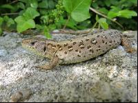 Zauneidechse 2