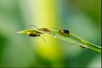 Diabrotica leaf feeding 7