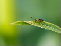 Diabrotica leaf feeding 6
