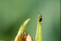 Diabrotica leaf feeding 5