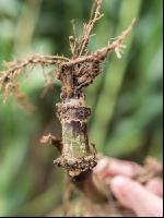 Diabrotica root damage 2