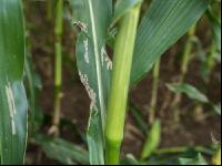 Diabrotica leaf damage 1