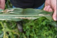 Diabrotica leaf damage 2