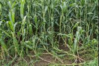 Diabrotica goose neck 1