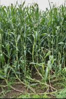 Diabrotica goose neck 2