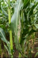 Diabrotica leaf damage 3