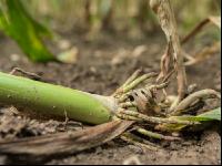 Diabrotica root damage 3