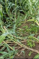 Diabrotica goose neck 3