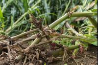 Diabrotica root damage 4