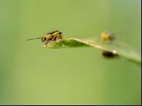 Diabrotica leaf feeding 4