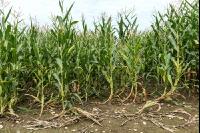 Diabrotica goose neck 4