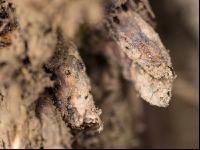 Diabrotica root damage 5