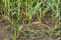 Diabrotica goose neck 6