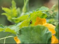 Diabrotica on pumpkin 3